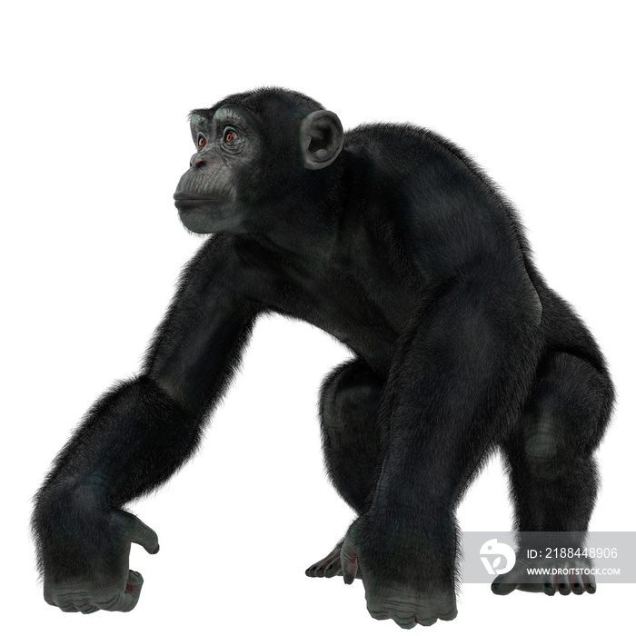 chimpanzee in a white background