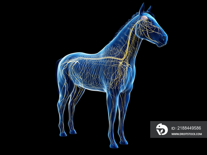 马的三维解剖结构-神经系统