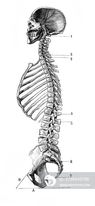 旧书DAnatomie Chirurgicale，b中头骨和脊柱的正中和前后切面
