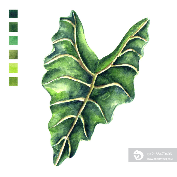 Watercolor plant portrait Philippine flora Alocasia micholitziana