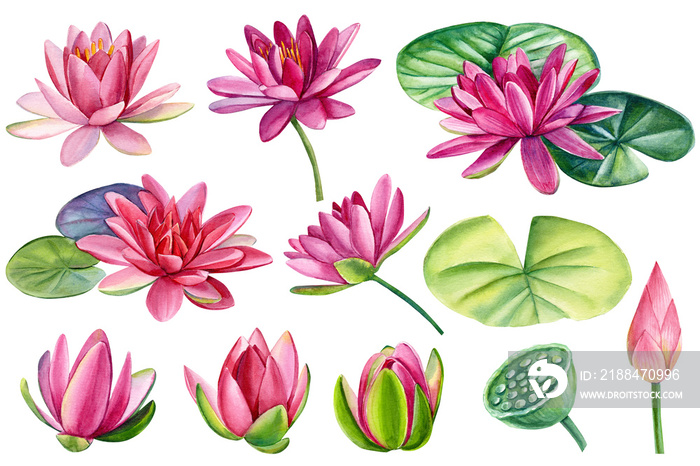 一套美丽的粉色莲花，白底水彩花，手绘，植物插图