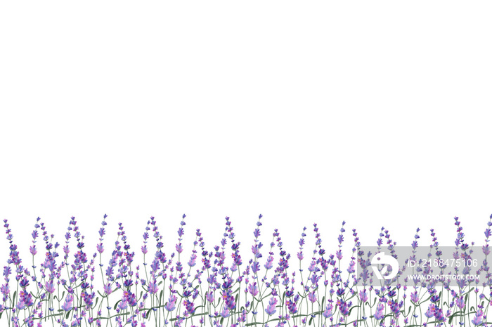 独立背景上的淡紫色水彩插图。