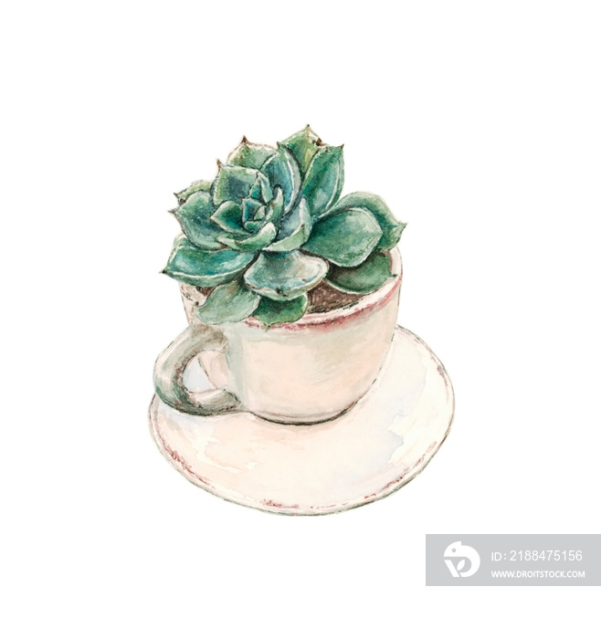 succulent grows in a tea cup with a saucer , watercolor