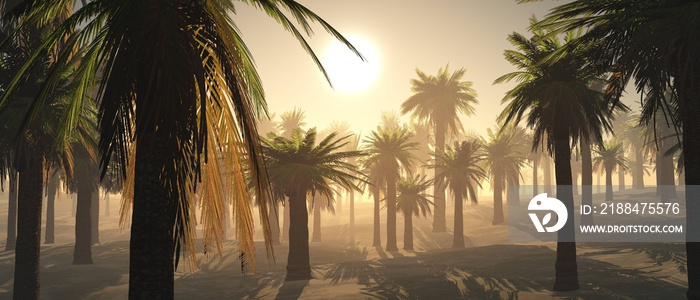 清晨的棕榈树。日出在棕榈林上。雾中的棕榈树。3D渲染
