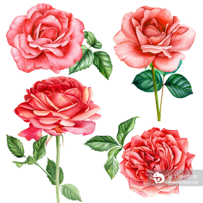 set of red roses flowers, leaves, bud on an isolated white background, watercolor hand drawing, bota