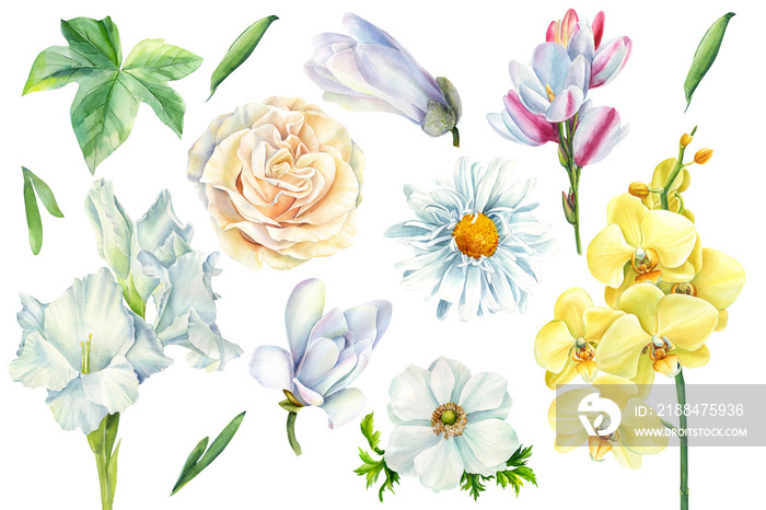 淡花套装兰花、玫瑰、雏菊、唐菖蒲、木兰、玫瑰、海葵、绿叶、隔离