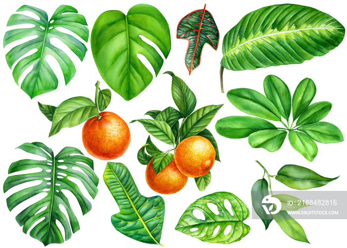 Jungle set of tropical plants, green leaves of on isolated white background, watercolor illustration