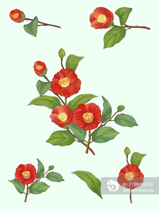 红山茶花包括绿叶套装和元素，水彩手绘和绘画图像