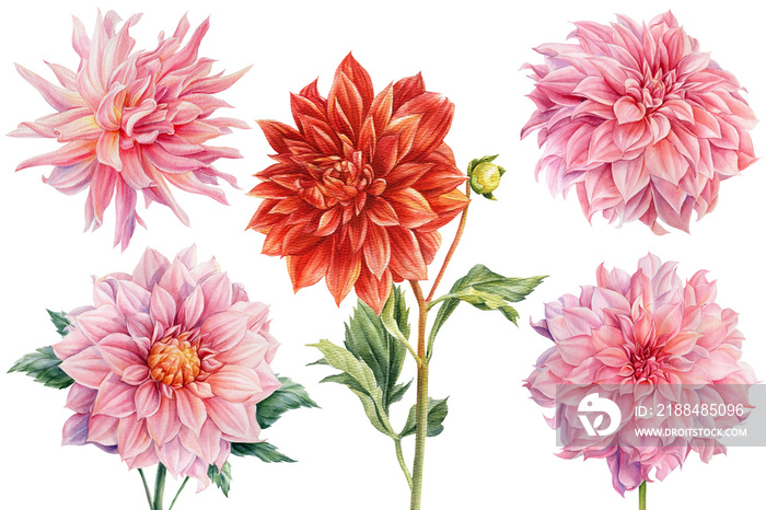 Set of dahlia flowers, isolated white background, watercolor botanical painting