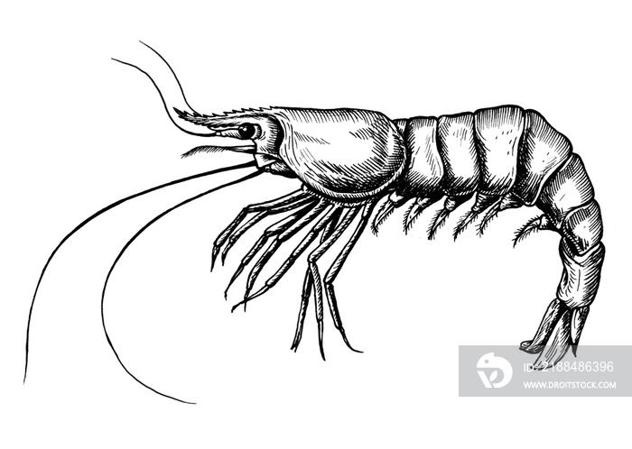 Hand drawn shrimp isolated