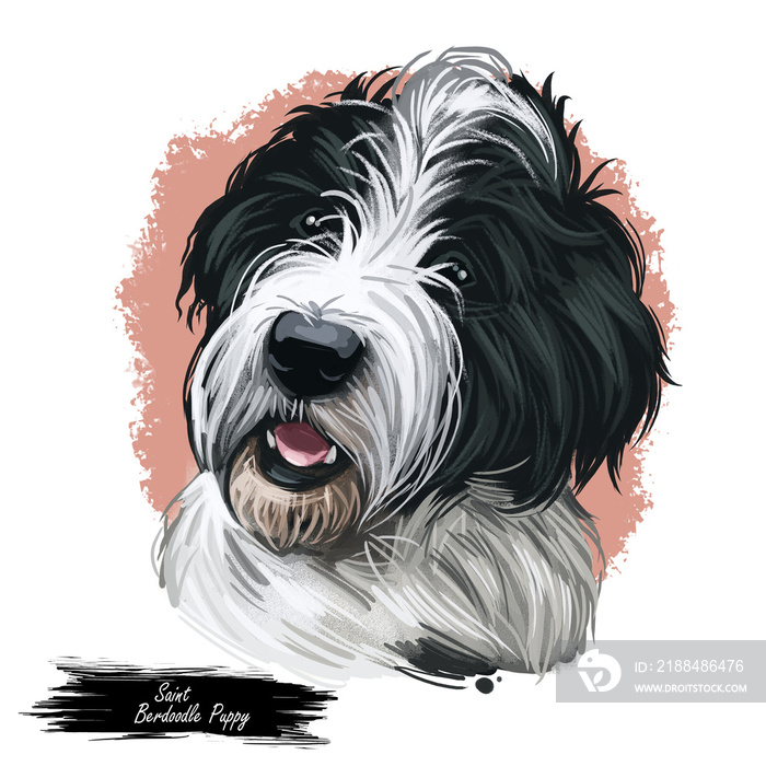 Saint Berdoodle puppy cross breed of St. Bernard dog and poodle isolated on white. Digital art illus