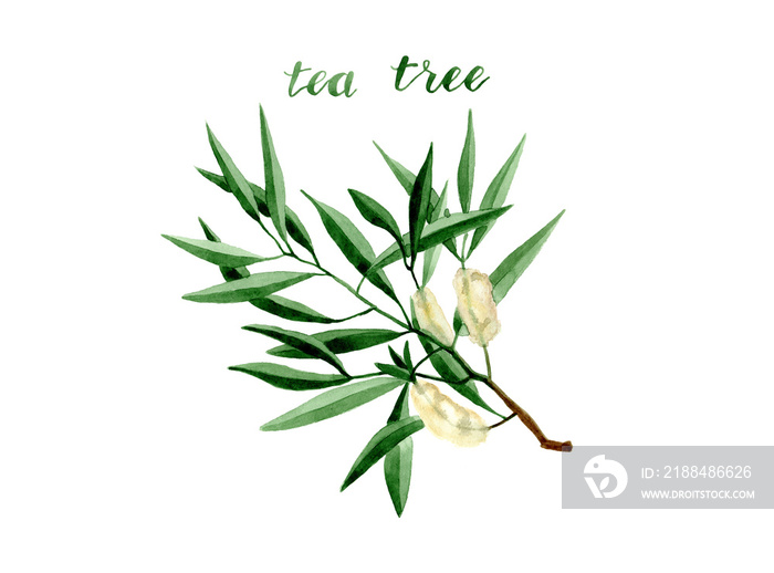 带叶子和花朵的水彩画茶树树枝插图。手绘隔离在白色背景上