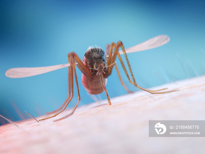人类皮肤上蚊子的3d渲染图