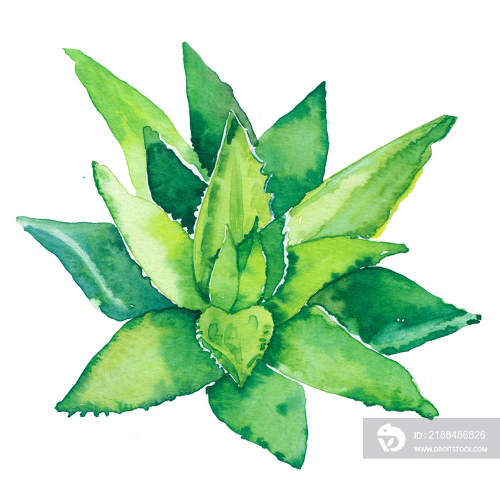 水彩手绘植物芦荟植物插图，白色背景隔离