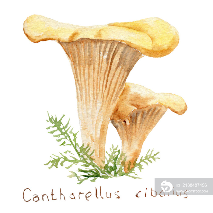 watercolor drawing of forest mushrooms - chanterelles, sketch