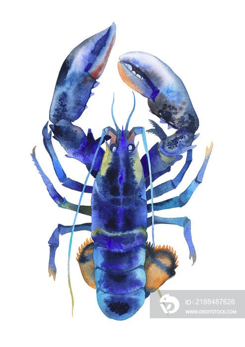 Dark blue lobster on white background, watercolor painting