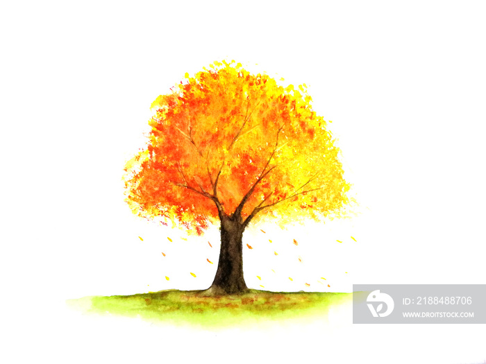 水彩树秋天的季节。黄色、橙色和红色的叶子。孤立的白色背景。