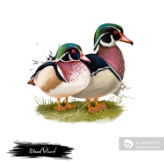 Wood Duck数字艺术插图隔离在白色上。卡罗莱纳州鸭子Aix spona栖息物种f
