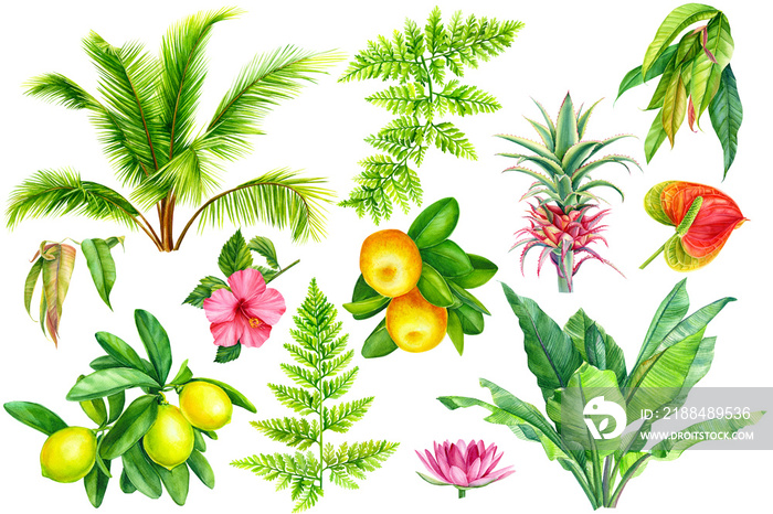 一套热带植物，花木槿、花托、柠檬、柑橘、菠萝、绿叶蕨类