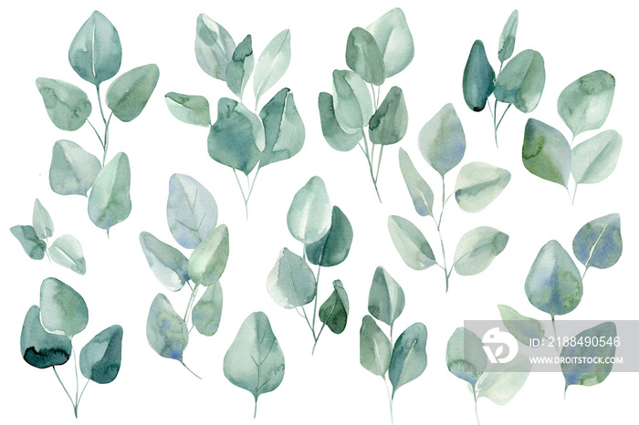 Set of leaves eucalyptus on isolated white background, watercolor illustration