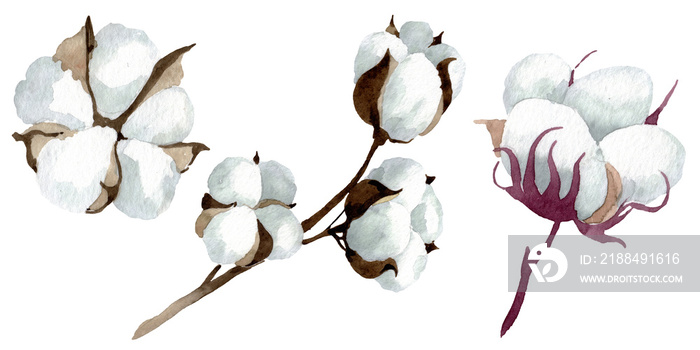 White cotton floral botanical flowers. Watercolor background illustration set. Isolated cotton illus