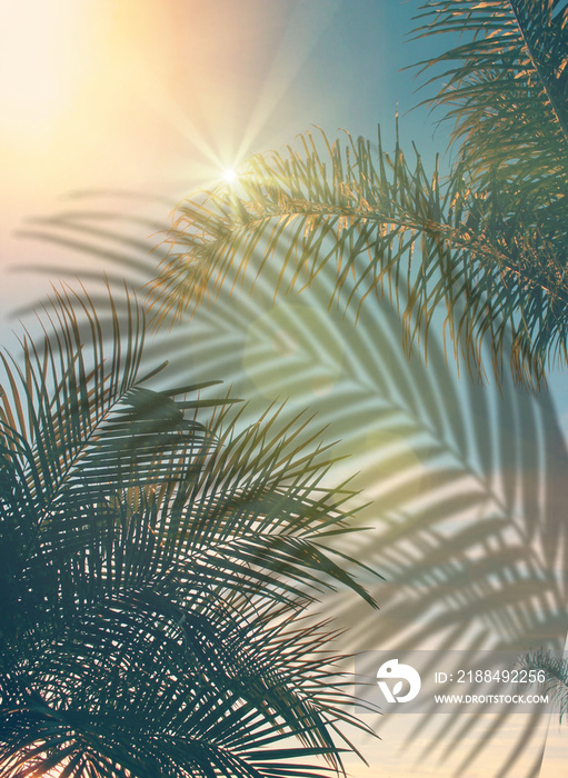 green palm tree leaf on blue sky at front exotic plant summer nature background template  banner  ca