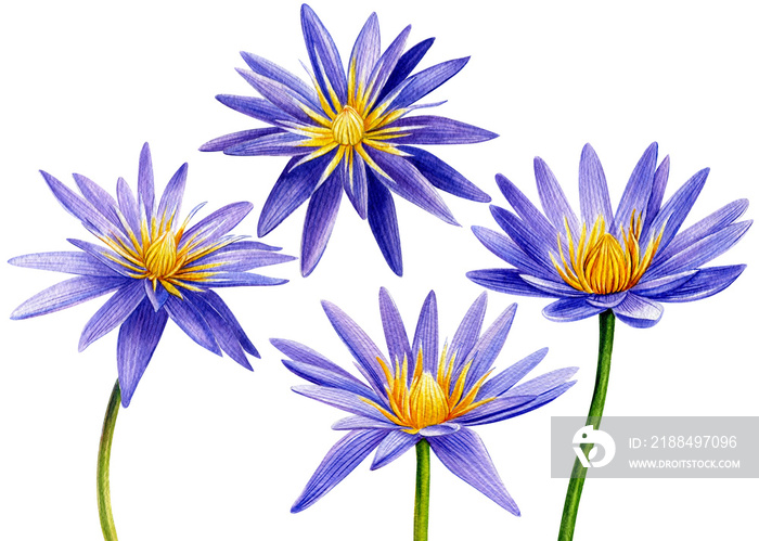 一套紫莲花、睡莲、热带花卉。白色的水彩插图。