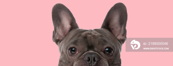 adorable close up picture of lovely small french bulldog puppy