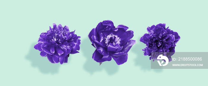 Very peri peony flowers falling on mint background for banner, poster, Web and packaging. Flat lay, top view.