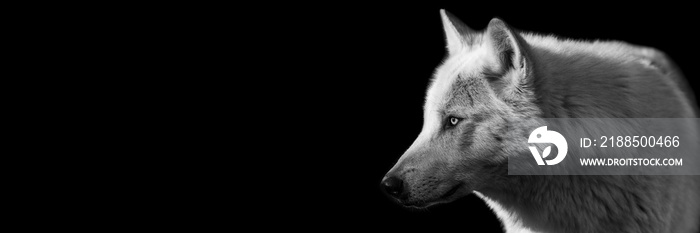 Template of a black wolf with a black background