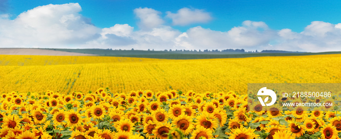 Yellow sunflowers in a wide spacious field and blue sky with white clouds over the field