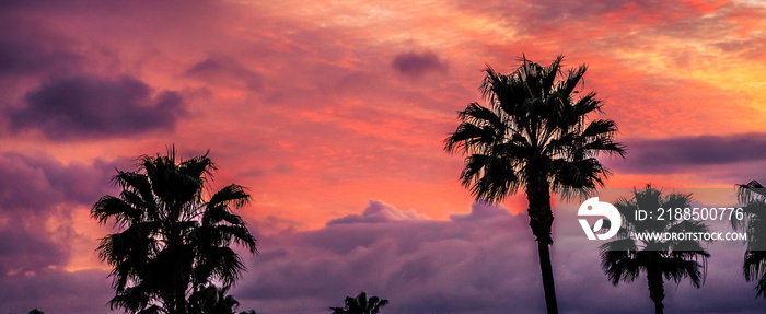 High palm trees over beautiful pink sunset sky, California