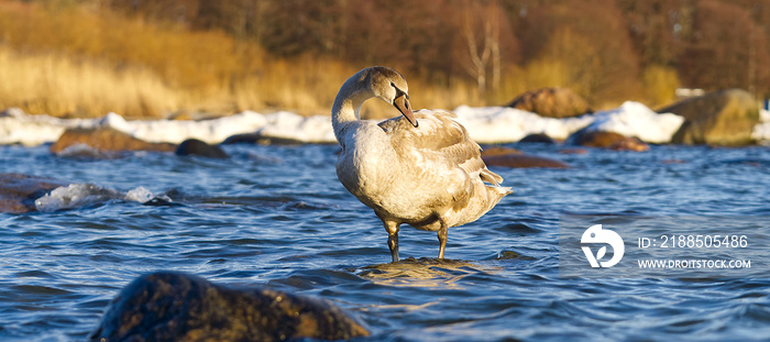 Young Swan chick at sunset light floating at baltic sea. a young swan stands on a stone in the cold sea