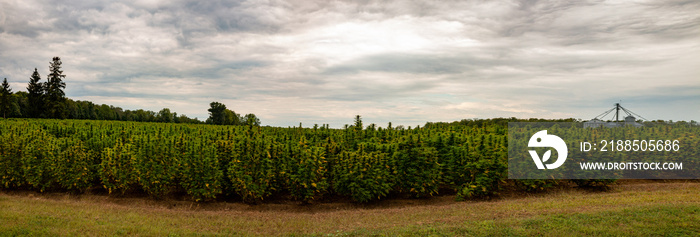 Panorama of a hemp field in Southern Ontario Canada. Marijuana recently became legal to consume recreational in Canada. This is a huge outdoor field of marijuana.