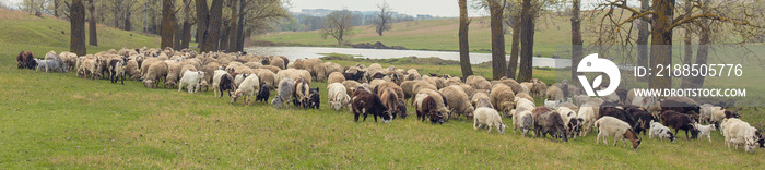 Sheep and goats graze on green grass in spring