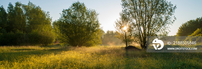 Dreamy scene at sunrise in the forest