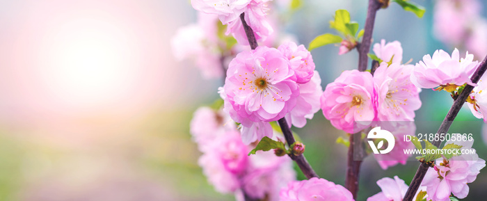 Sakura flowering. Large lush sakura flowers on a tree on a dark background in sunny weather