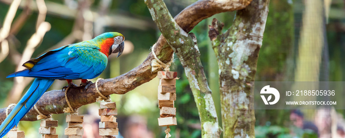 Blue parrot-ara-macaw, Brasil Foz do Iguazu. With selective focus.