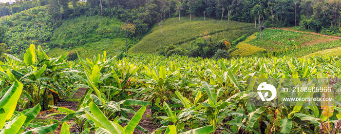 Banana tree and   beautiful mountain