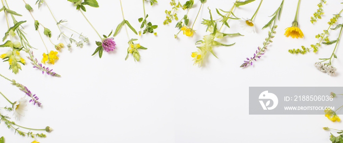 beautiful wild flowers on white background