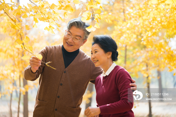 在银杏林散步的老年夫妻