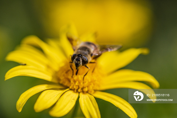 蜜蜂停留在黄菊花上