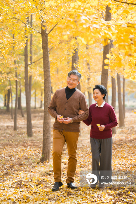 在银杏林散步的老年夫妻