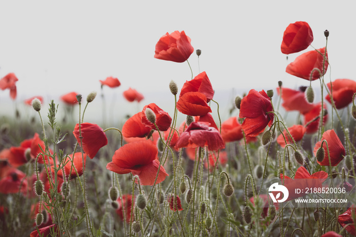 the poppies field