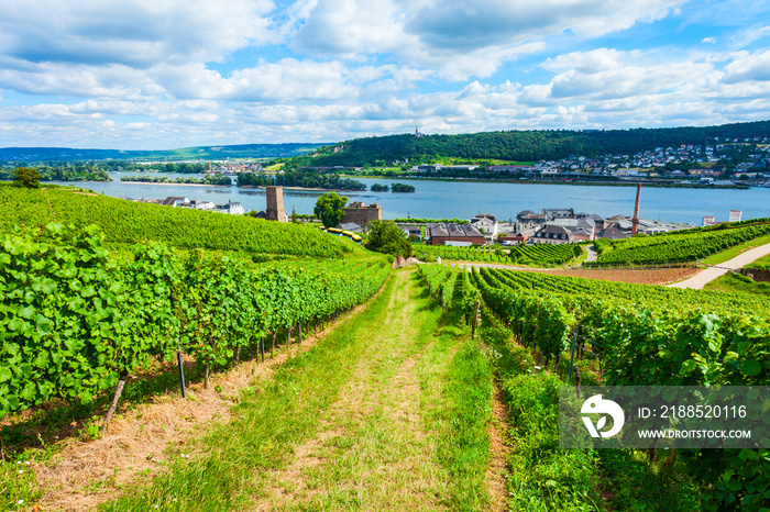 Rudesheim am Rhein Vineyards, Germany