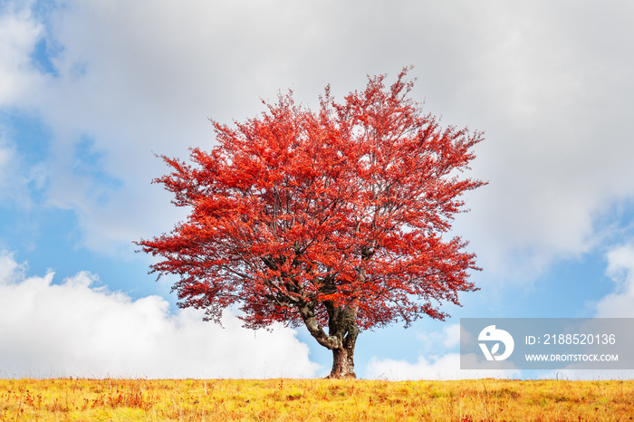 Majestic tree with orange leaves at autumn mountain valley. Dramatic colorful scene. Carpathian mountains, Ukraine. Landscape photography