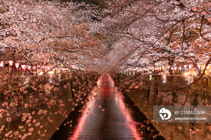 Cherry blossoms at night in Tokyo