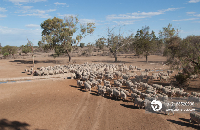 Mustering sheep in drought conditions in western New South Wales, Australia.