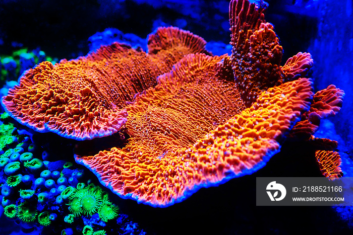 Montipora shot polyps stony coral in reef aqurium tank