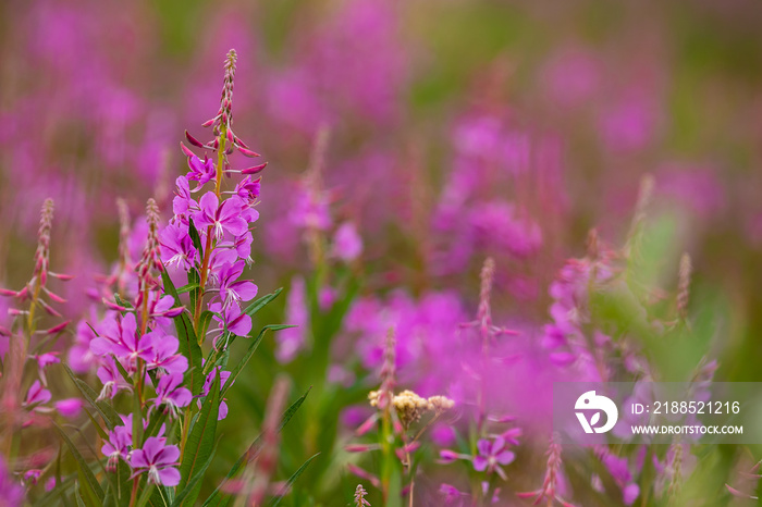 Fireweed Flowers along the Alaska Highway